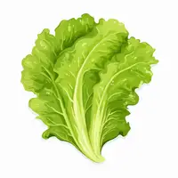 Picture for Lettuce (Marul)