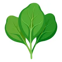 Picture for Spinach (Ispanak)