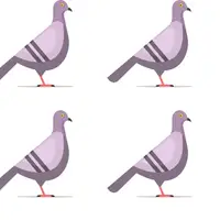 Are there nine pigeons? (Dört tane güvercin var mı?) görseli