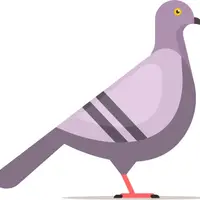 Pigeon (Güvercin) görseli