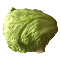 Picture for Lettuce (Marul)