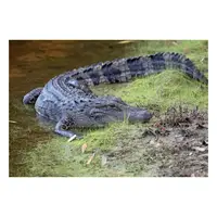 Picture for Crocodile (Timsah)