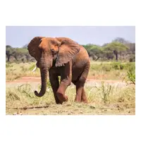 Picture for Elephant (Fil)