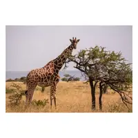 Picture for Giraffe (Zürafa)