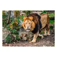 Picture for Lion (Aslan)