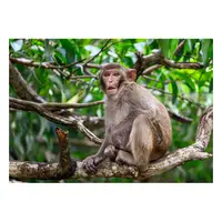 Picture for Monkey (Maymun)
