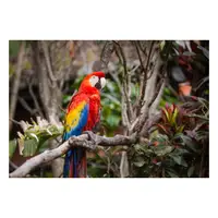Picture for Parrot (Papağan)