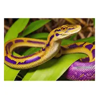 Picture for Snake (Yılan)