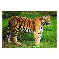 Picture for Tiger (Kaplan)