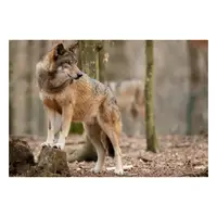 Picture for Wolf (Kurt)